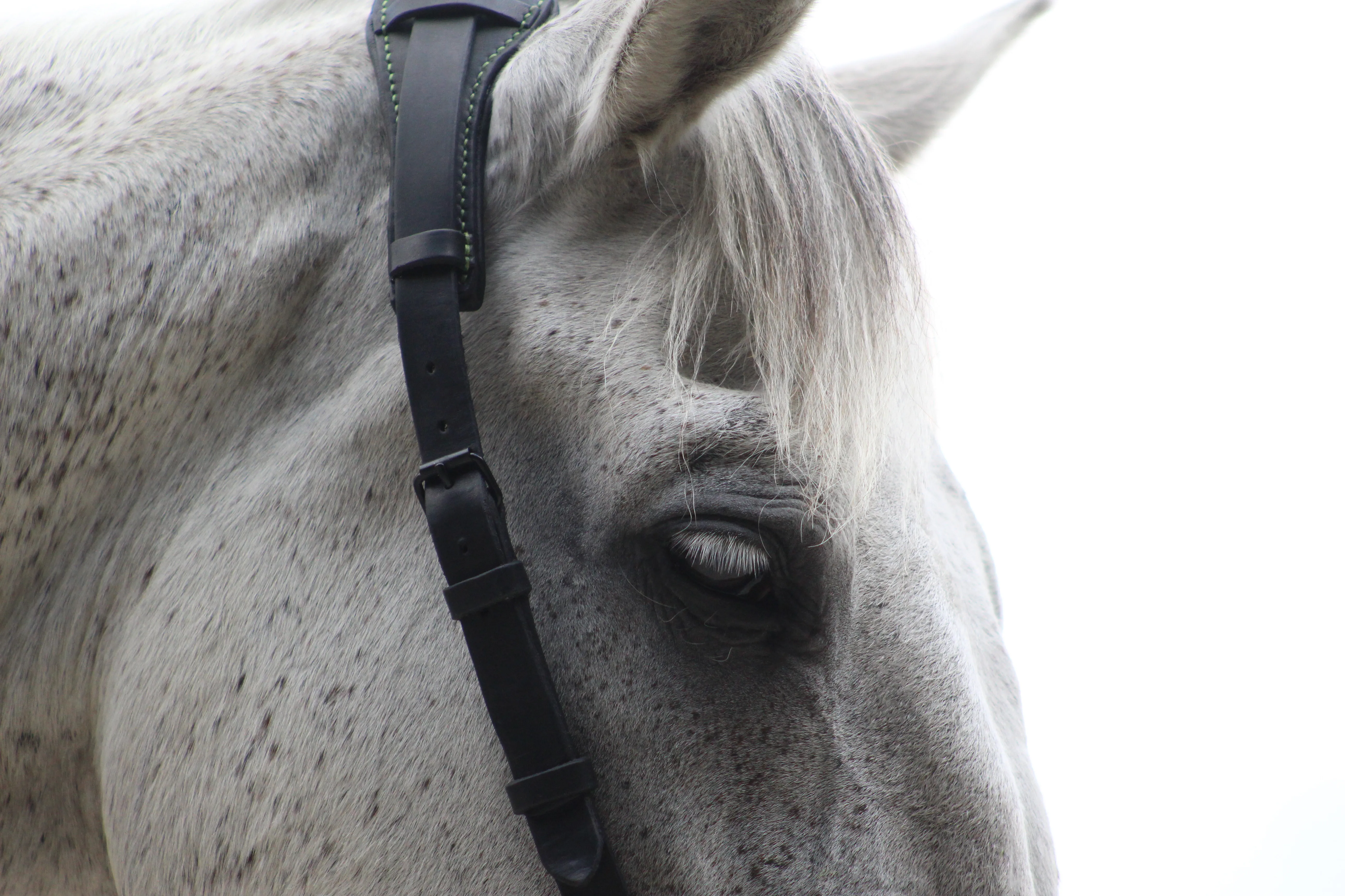 Photo de Guevara le 5 août 2022